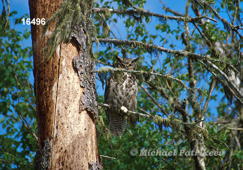 Bubo virginianus